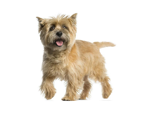 Cairn best sale terrier club